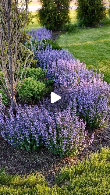 Kaleb Wyse on Instagram: "Beautiful purple color that can withstand hot, dry conditions: try this Cat’s Pajamas (Nepeta)! You’ll love the vibrant color!" Nepeta Cats Pyjamas, Nepeta Purrsian Blue, Purrsian Blue Nepeta, Cats Pajamas Nepeta, Kaleb Wyse, Maine Garden, Cats Meow Plant, Cats Pajamas, Wyse Guide