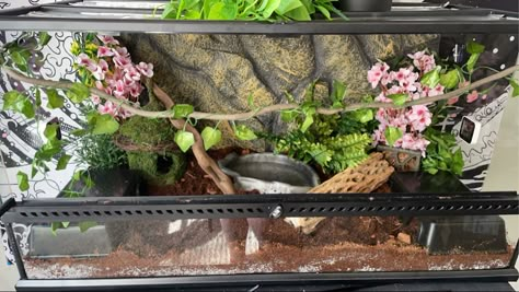 Pretty Snake Enclosure, Ball Python Enclosure Ideas Cute, Snake Terrarium Ball Python, Cute Snake Enclosure Ideas, Ball Phyton Enclosure, Cute Snake Enclosure, Ball Python Tank Set Up, Snake Inclosers Ideas, Aesthetic Snake Enclosure