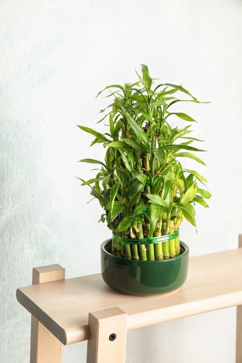 Bamboo Plant Care - How to Grow & Maintain Bamboo Plants | Apartment Therapy Chinese Bamboo Plant, Indoor Bamboo Plant, Bamboo Plant Care, Plant Knowledge, Plants Apartment, Indoor Bamboo, Dracaena Sanderiana, Fast Growing Shrubs, Blooming Orchid