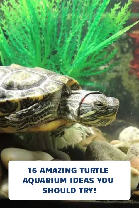 Are you looking for ideas for an aquarium that your turtle can ejoy? Well, look no further! This article will provide some great ideas for aquariums that will be perfecet for your turtle. #aquariumcare #aquariumdecor #turtleaquarium 75 Gallon Turtle Tank Ideas, Yellow Belly Turtle Tank Ideas, Aquatic Turtle Habitat Ideas Indoor, Aquarium Ideas Minecraft, Water Turtle Tank Ideas, Turtle Aquarium Ideas, Reeves Turtle, Aquatic Turtle Tank Ideas, Small Turtle Tank