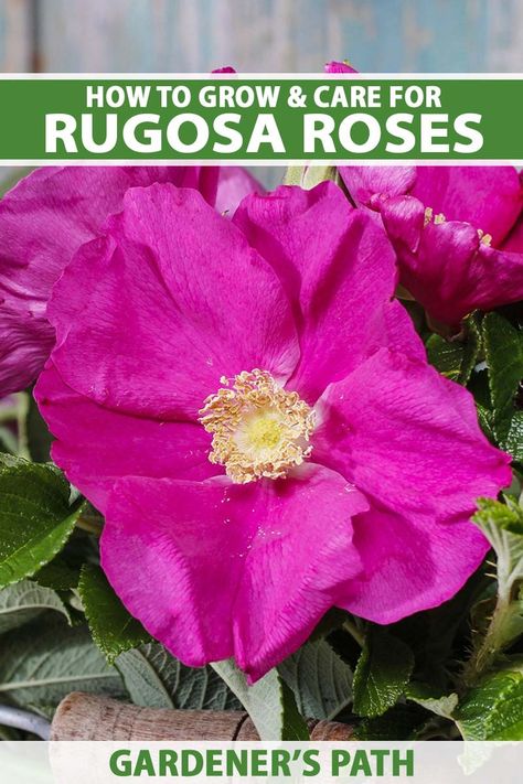 Love roses but hate how difficult they can be to grow? There’s an option that doesn’t need winter protection and resists rose diseases. Rugosa roses are beautiful but hide a tough interior. Learn how to plant and care for tough, hardy, and resilient rugosa roses now on Gardener’s Path. #rugosaroses #gardenerspath Rose Diseases, Rose Bush Care, Rugosa Rose, Benefits Of Vegetables, Vegetable Benefits, Rose Bushes, Rose Care, Rose Seeds, Plant Hacks