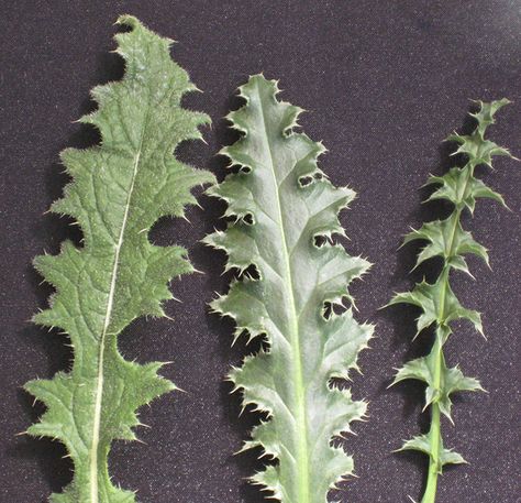 Not all thistles are created equal | Hay and Forage Magazine Thistle Leaves, Biennial Plants, Farm Visit, Overwintering, Parts Of A Plant, Dairy Farms, Coarse Hair, Perennials, Plant Leaves