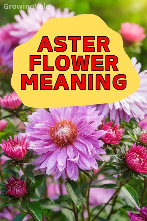 Aster Flower Meaning Aster Flower Meaning, Aster Flower Bouquet, Aster Flowers, Love Wisdom, Star Lights, Aster Flower, Flower Meanings, The Night Sky, In The Garden