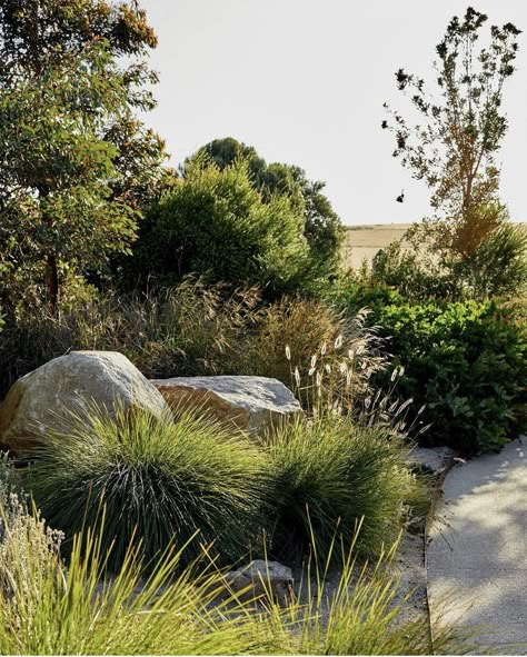 Banksia Integrifolia, Boulder Garden, Sustainable Garden Design, Australian Native Garden, Landscaping With Boulders, Pool Landscape Design, Front Garden Design, Grasses Landscaping, Australian Garden