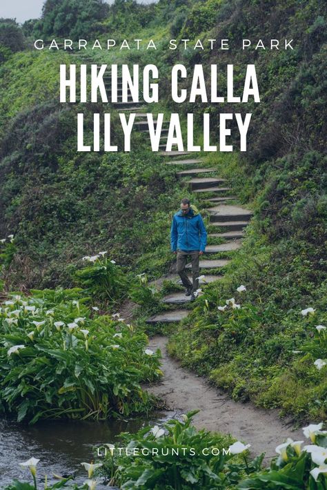 Hike Calla Lily Valley at Garrapata State Park. This little valley is a hidden gem on the central California coast in the winter and spring.  #garrapatastatepark #california #bigsur #monterey #centralcoast Calla Lily Valley, Garrapata State Park, Hikes In California, Hiking California, Caprock Canyon State Park, Central California Coast, Oklahoma State Parks, Indiana Dunes State Park, Lily Valley