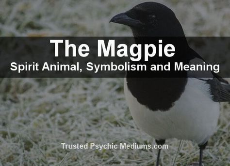 Magpie Tattoo, Creative Writing For Kids, Magpie Art, One For Sorrow, Spirit Animal Meaning, Animal Meanings, Animal Spirit Guide, Cold As Ice, Animal Spirit Guides