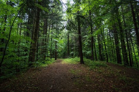 Forest Clearing, Forest Resources, Climate Adaptation, Forest Ecosystem, Forest Service, Photosynthesis, Natural Resources, Clean Air, Reason Why