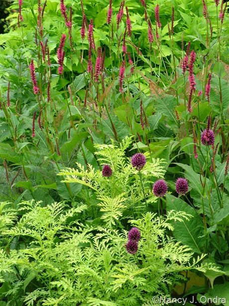 Tanacetum vulgare 'Isla Gold' with Allium sphaerocephalon and Persicaria amplexicaulis 'Taurus' Drumstick Allium, Tanacetum Vulgare, Allium Sphaerocephalon, Flower Combinations, Plant Combos, Planting Combinations, Planting Schemes, Sacred Garden, Finding Myself