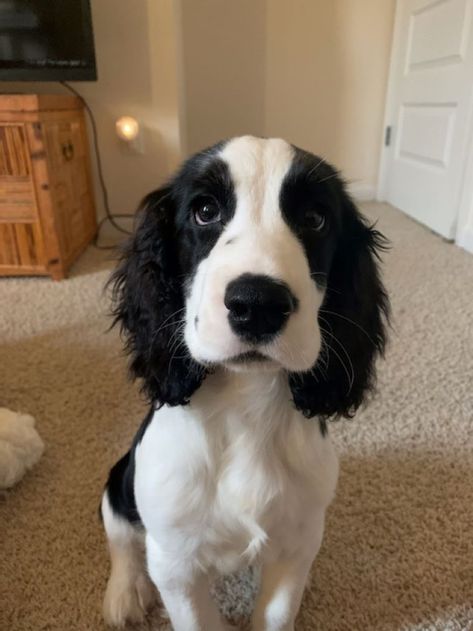 AKC ENGLISH SPRINGER SPANIEL PUPPY Springer Puppies, Springer Spaniel Puppy, English Springer Spaniel Puppy, Mixed Breed Puppies, Spaniel Puppies For Sale, Teddy Bear Puppies, Springer Spaniel Puppies, Crate Training, English Springer