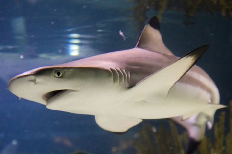 Shark Side Profile, Black Tipped Shark, Blacktip Shark, Albino Rainbow Shark, Whitetip Reef Shark, Aquarium Shark Aesthetic, Silly Sharks, White Tip Reef Shark, Blacktip Reef Shark