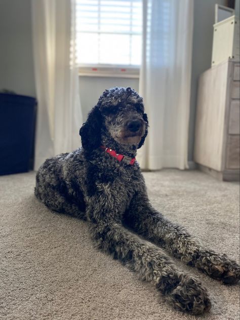 Blue merle standard poople. One year old Blue Merle Standard Poodle, Merle Poodle Standard, Blue Merle Poodle, Merle Standard Poodle, Merle Poodle, Poodle Standard, Dog Haircuts, Blue Merle, Standard Poodle