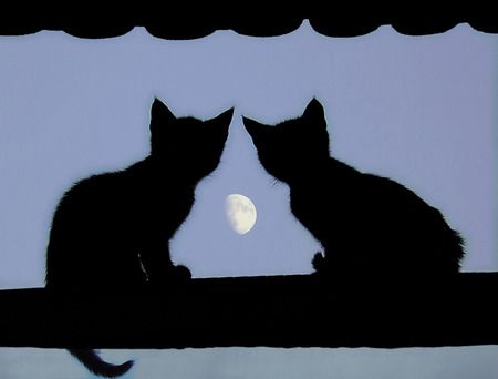 "All made of cheese!"  "No way!"  "Way! Think of all the mice..." Looking At The Moon, Crystal Castles, Söt Katt, Album Scrapbooking, Cat Silhouette, Cats Meow, All About Cats, Pics Art, Black Cats