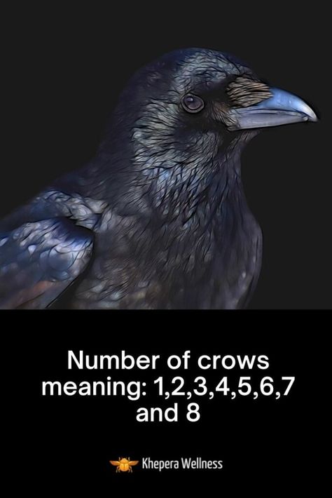 Number Of Ravens Meaning, Raven Number Meaning, Crows Number Meaning, Crow Number Meaning, 7 Crows Meaning, Black Crows Meaning, Seeing 4 Crows Meaning, Seeing Crows Meaning, Number Of Crows Meaning