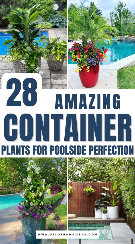 Want a poolside space that feels like a luxurious retreat? These 28 stunning container plants are perfect for adding lush greenery and vibrant color to your backyard. From tropical palms to elegant flowering plants, these picks will thrive by the water and create a resort-like atmosphere. Save this list for the best poolside plant inspiration! 🌿💦 Pool Container Plants, Outdoor Pool Plants, Poolside Plants Potted, Potted Plants Around Pool, Plants For Poolside, Pool Planters, Plants Around Pool, Poolside Decor, Plant Inspiration