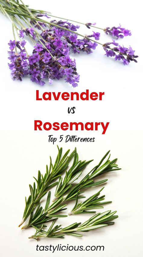 Is lavender better than rosemary | do rosemary and lavender go together | lavender and rosemary benefits | difference between rosemary and lavender | summer dinner recipes | healthy lunch ideas | dinner ideas | breakfast ideas | easy healthy dinner recipes Rosemary Benefits, Lavender Planters, Breakfast Ideas Easy Healthy, Breakfast Ideas Easy, Summer Dinner Recipes, Lavender And Rosemary, Rosemary Tea, Rosemary Extract, Lavender Recipes