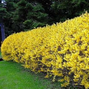 Forsythia Bushes - Brilliant yellow forsythia blooms herald the start of spring, and these fast-growing, easily cultivated bushes can be sculpted into lovely hedges. Forsythias are deciduous shrubs that typically grow between three and nine feet tall. There are 11 species of forsythia, and all feature rich green leaves and dense flexible branches. Screen Trees, Living Fences, Forsythia Bush, Privacy Trees, Flowering Bushes, Natural Fence, Privacy Landscaping, Living Fence, Garden Shrubs