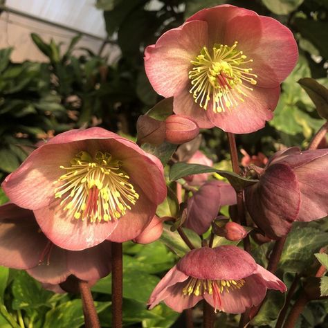 All About Hellebore; the Lenten Rose - The Good Earth Garden Center Part Sun Perennials, Tattoo Plant, Lenten Rose, Flower Watch, Sun Perennials, Natural Fertilizer, Good Earth, Winter Rose, Shade Perennials