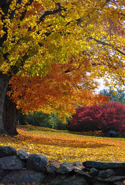 Autumn Yard - Harvard, Massachusetts by Deb Ebbeling, via Flickr Massachusetts Salem, Massachusetts Halloween, Massachusetts Fall, Massachusetts Photography, Massachusetts Aesthetic, Autumn School, Salem Massachusetts, Salem Oregon, Witch Trials