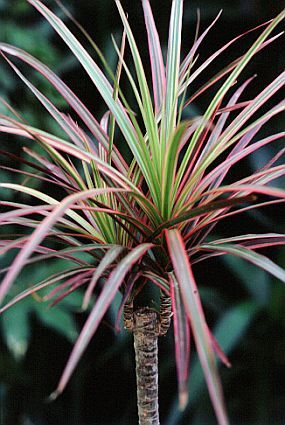 Dracaena marginata tricolor Dracena Tricolor, Dragon Tree Plant, Red Edged Dracaena, Easy To Grow Houseplants, Dracaena Marginata, Dragon Tree, Green Book, Hydroponic Plants, Banana Plants