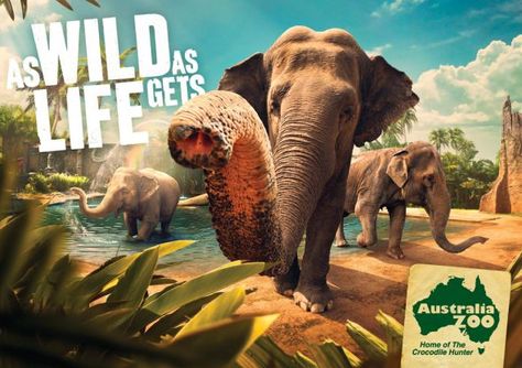 Dramatic ad for Australia Zoo Zoo Signage, Australia Tattoo, Crocodile Hunter, Zoo Park, Travel Ads, Publicidad Creativa, Gold Coast Australia, Asian Elephant, Wild Nature