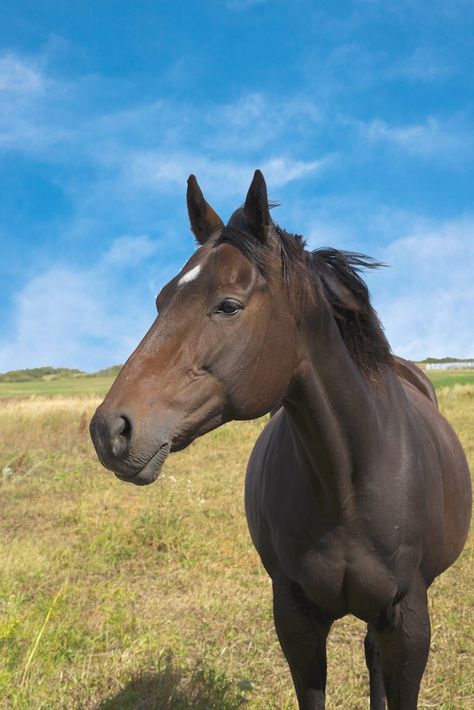 Dream Horse, Horse Crazy, Horse Equestrian, Cute Horses, Quarter Horse, Horse Photography, Horse Pictures, Cute Creatures, Horse Girl