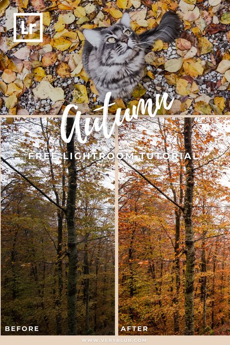 This LIGHTROOM EDITING TUTORIAL will show you the easiest and fastest way to add that autumn effect on your images while editing "on the go", only using your MOBILE.
You will learn also how to create a FALL PRESET 🍁 that works great on blogger, travel, holidays, landscape, adventure, vacation, portraits, and great choice for almost any kind of photography. 🤩🤩 Fall Lightroom Edits, Lightroom Fall Edit, Lightroom Autumn Presets, How To Edit Fall Photos, Fall Lightroom Presets Free, Autumn Presets Lightroom Free, Fall Presets For Lightroom Free, Edit Fall Photos, Lightroom Recipes