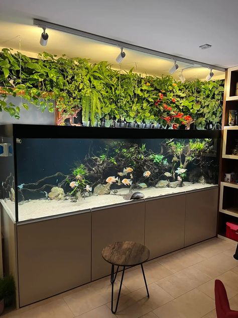 Big Aquarium Living Rooms, Fish Aquarium Decorations, Fish Tank Terrarium, Small Fish Tanks, Cool Fish Tanks, Fish Tank Design, Fresh Water Fish Tank, Fishing Room, Aquarium Setup