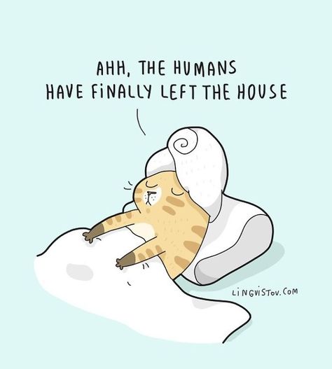 Cat Comics, Owning A Cat, Cat Owner, Cat Quotes, Pet Treats, Cat Owners, Cartoon Cat, Crazy Cat Lady, Cat Life