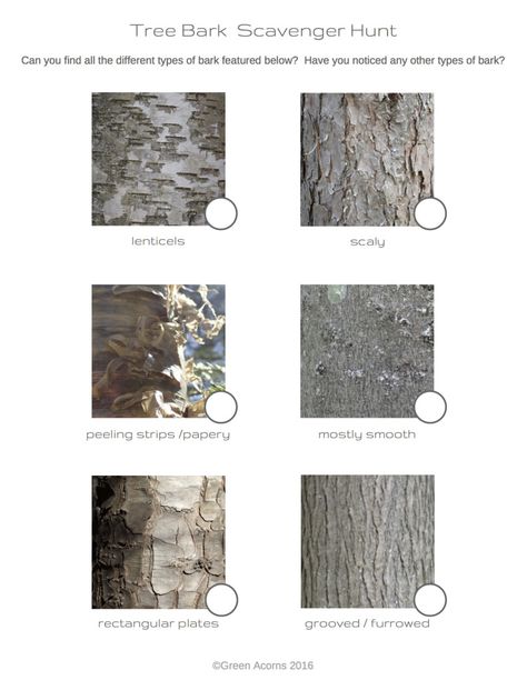 Tree bark scavenger hunt printable / Noticing Nature Nature Prompts: October 2016 via Green Acorns Bark Identification, Scavenger Hunt Printable, Forest School, Nature Study, Tree Bark, Scavenger Hunt, Outdoor Activities, Right Now, Preschool