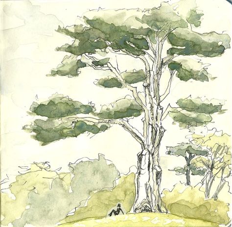 Monterey cypress in the Botanical Garden (sketch by Heath Massey) Cypress Tattoo, Oval Lawn, Garden Sketch, Monterey Cypress, Photo Exhibit, Golden Gate Park, Main Gate, Watercolor Sketchbook, Cypress Trees