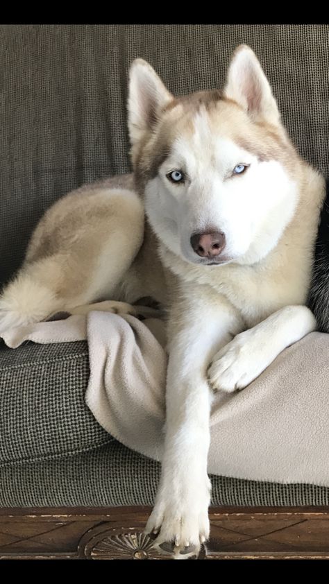 Beautiful blonde and blue eyed husky. Blonde Husky, Husky Eyes, Husky With Blue Eyes, Spitz Breeds, White Husky, Samoyed Puppy, Siberian Husky Puppies, Cute Husky, Siberian Cat