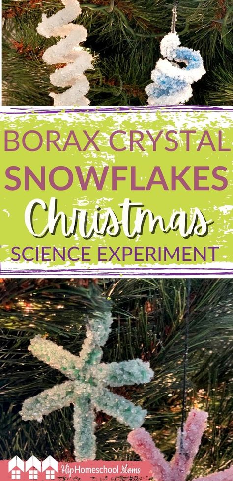 Crystal Ornaments Diy, Borax Crystal Ornaments, Borax Crystals Diy, Borax Snowflakes, Pipe Cleaner Ornaments, Snowflakes Science, Make Crystals, Christmas Science Experiments, Borax Crystals