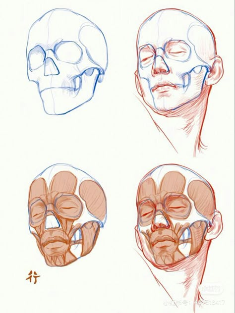 Face Proportions Sculpture, Head Muscles Anatomy Drawings, Head Construction Anatomy, Head Anatomy Sketch, Hand Construction Drawing, Face Muscles Anatomy Drawings, Face Drawing Anatomy, Anatomy Head Drawing, Facial Anatomy Drawing