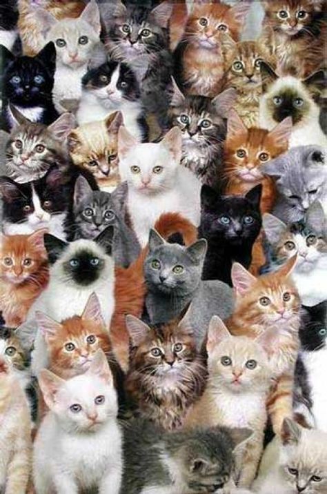 cats cats cats Gatos Cool, Cat Collage, Söt Katt, Image Chat, Lots Of Cats, Domestic Cat, Cat Wallpaper, Cute Kittens, Cats Meow