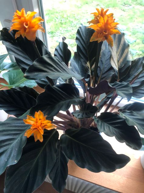 Calathea crocata.  Eternal Flame. Calathea Crocata, Green Revolution, Eternal Flame, Southwest Desert, Painted Leaves, Green Landscape, Many Faces, House Plant, Indoor Garden