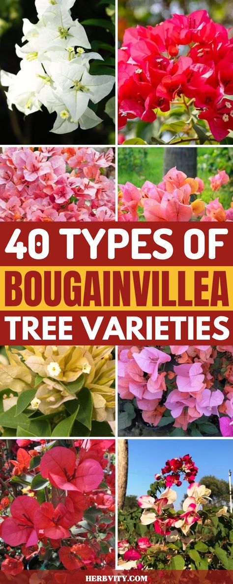 Bougainvillea Planting Ideas, Bougainvillea Trellis, Bougainvillea Colors, Hanging Garden Ideas, Bougainvillea Tree, Wall Terrarium, Vertical Vegetable Gardens, Florida Landscaping, Beautiful Wall Hanging