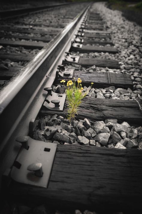 Railway Tracks Photography, Railroad Track Pictures, Train Tracks Photography, Nike Wallpaper Backgrounds, Family Tattoos For Men, Tube Train, Track Pictures, Apocalypse Aesthetic, Cute Couple Cartoon