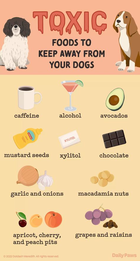 Toxic And Safe Foods For Dogs, Dog Halloween Outfits, Toxic Foods For Dogs, Foods For Dogs, Fruits For Dogs, Toxic To Dogs, Dog Instagram, Puppy Time, Dog Joints