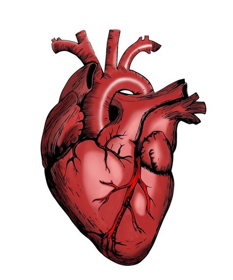 Heart Function, Heart Anatomy, Pulmonary Disease, Heart Problems, Aids Hiv, Cardiovascular Disease, Cardiology, Disease