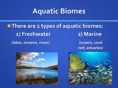 Lake Ecosystem, Fresh Water Ecosystem, Estuary Ecosystem, Closed Aquatic Ecosystem, Ecosystem Services Infographic, Aquatic Ecosystem, Marine Ecosystem, Coral Reef, Fresh Water