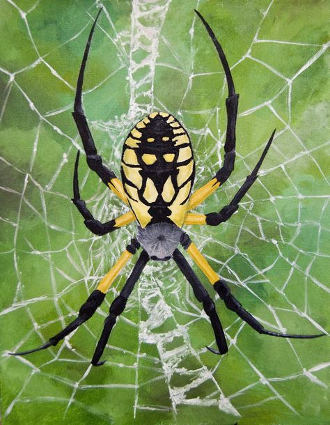 An arachnid not an insect but...Orb weaver Orb Weaver Spidersona, Garden Orb Weaver Spider, Orb Weaver Web, Orb Spider Tattoo, Garden Spider Tattoo, Orb Weaver Tattoo, Orb Weaver Spider Tattoo, Orb Spider, Orb Weaver Spider