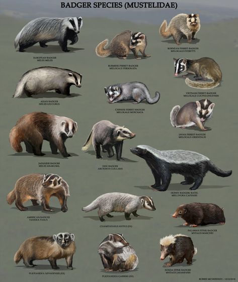 ArtStation - All Badger species, Robbie McSweeney Animal Infographic, Wild Animals Pictures, Animal Tracks, Animals Friendship, Animal Groups, Animal Species, Animal Facts, Silly Animals, Animal Posters