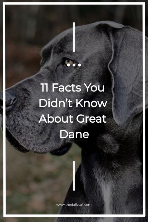 Surprising Facts About Great Danes Black Great Dane Puppy, Great Dane Lab Mix, Brindle Great Dane, Great Dane Facts, Blue Merle Great Dane, Great Dane Size, Great Dane Temperament, Mantle Great Dane, Merle Great Danes