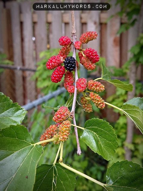 Red Mulberry Tree, Mulberry Fruit, Nut Trees, Mulberry Tree, Food Forest, Fruit Tree, Growing Fruit, Native Plants, Fruit Trees