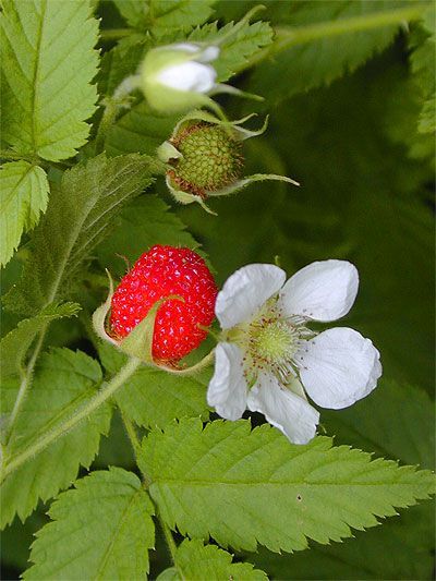 raspberry and flower Aesthetic Strawberry Shortcake, Raspberry Flowers, Raspberry Plant, Flowers To Color, Wild Raspberries, Aesthetic Strawberry, Raspberry Plants, Strawberry Flower, Wild Strawberry