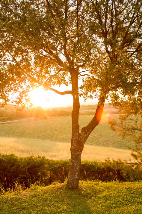 Golden Meadow Aesthetic, Sunlight Aesthetic, Sunshine Photography, Sunlight Photography, Nature Goddess, Village Photos, Fields Of Gold, Scenery Pictures, Aesthetic Photography Nature