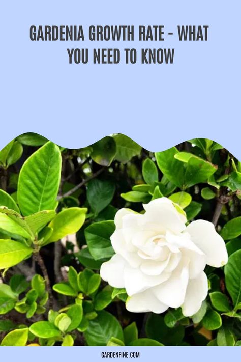 Gardenia Florida Hedge, Gardenia Hedge, August Beauty Gardenia, Gardenia Trees, Gardenia Shrub, Growing Gardenias, Gardenia Bush, Gardenia Plant, Fast Growing Evergreens