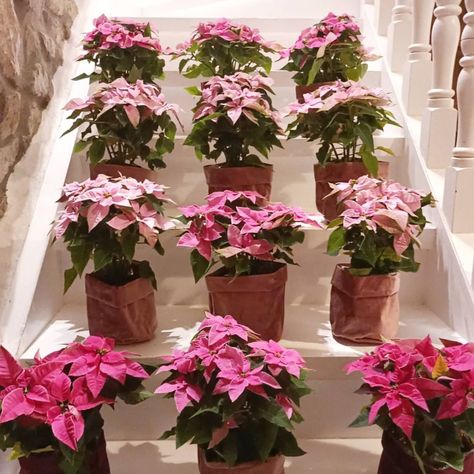 Tips to Enjoy Your Pink Poinsettia as Long as Possible - Thursd Pink Poinsettia Christmas, Houseplants Safe For Cats, Caribbean Holiday, Pink Poinsettia, Poinsettia Plant, Wholesale Plants, Begonia Maculata, Pink Palette, Rose Pastel