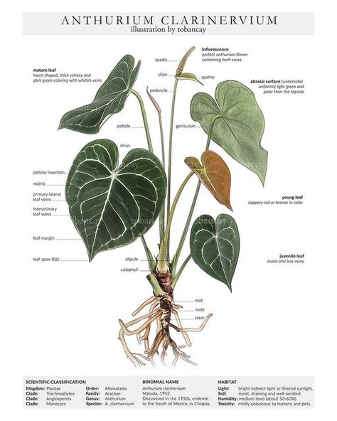 Plant Leaf Identification, Queen Anthurium, Anthurium Warocqueanum, Anthurium Clarinervium, Leaf Identification, Old Illustration, Anthurium Plant, Anthurium Flower, Plant Study