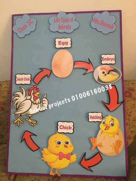 Life cycle of birds , science project Life Cycle Of A Bird Craft, Lifecycle Of A Bird, Life Cycle Of Animals Project, Bird Life Cycle Craft, Animal Life Cycle Projects, Lifecycle Of A Chicken, Fourth Grade Science Projects, Life Cycle Of Animals, Ece Teacher